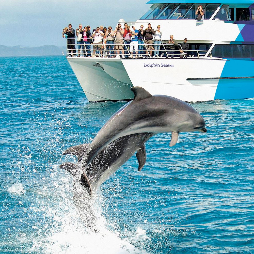 Dolphin Watching & Cruising